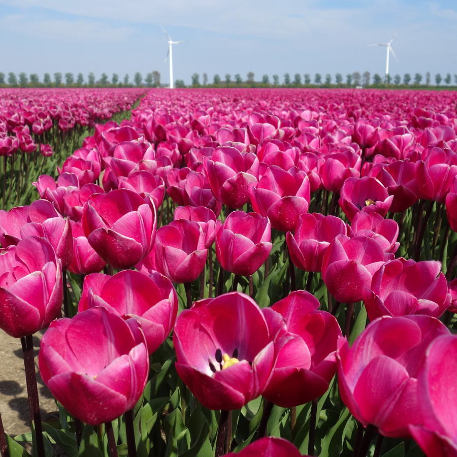 De bollenstreek ontleent haar naam aan de bloembollenindustrie.