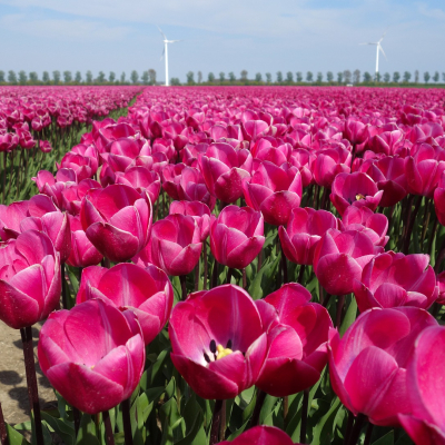 De bollenstreek ontleent haar naam aan de bloembollenindustrie.