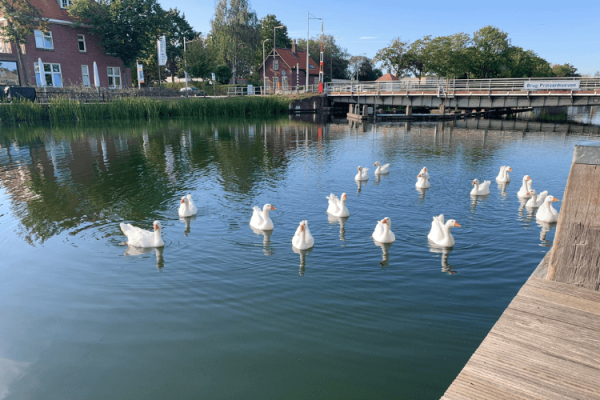 Natuurlijk wonen in Tilburg